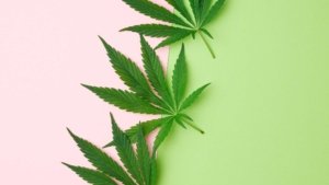 Exploring the benefits of CBD in oral health.