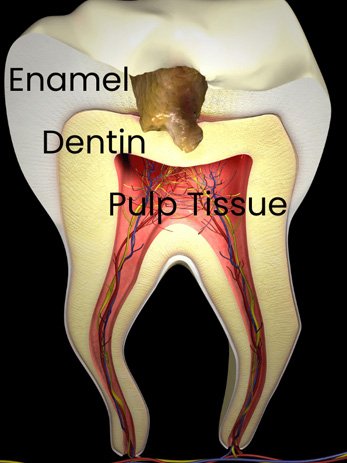 Cross-section of a tooth showing pulp and roots